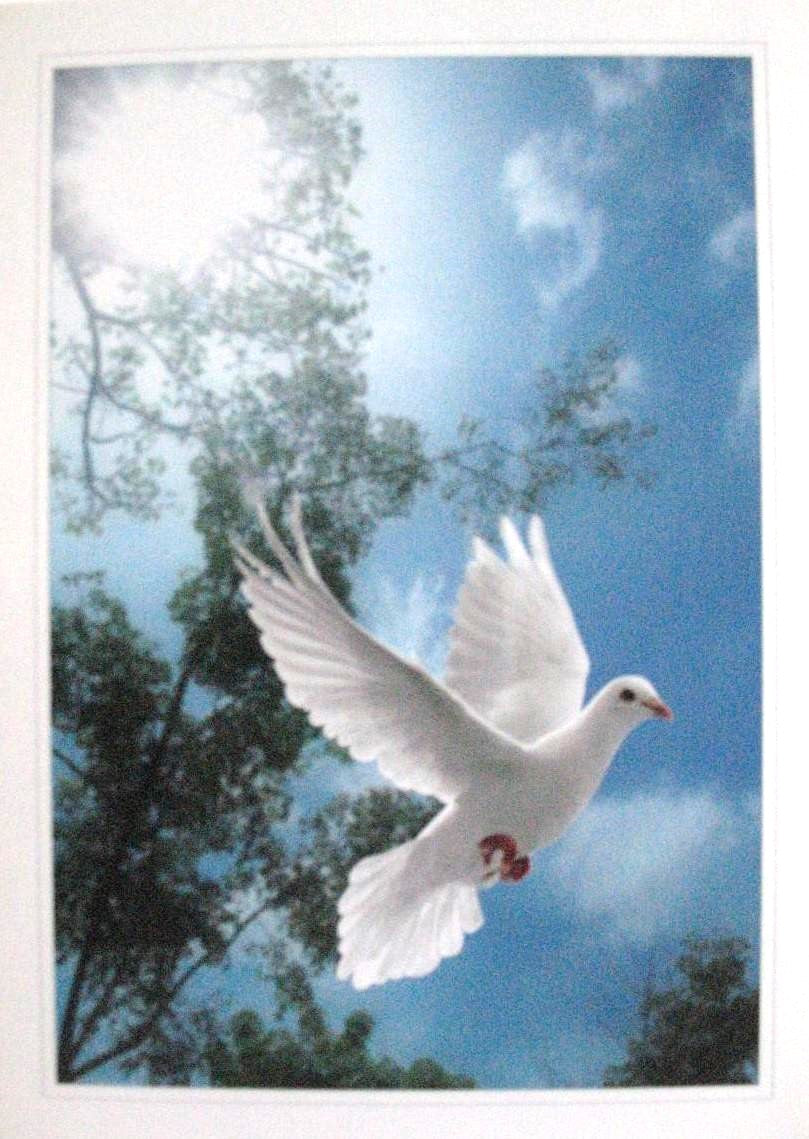 Dove Greeting Card - Blank Inside