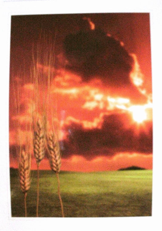 Wheat & Sun Greeting Card - Blank Inside